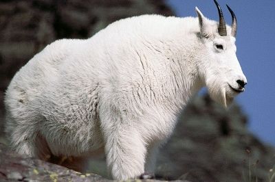 mt goat