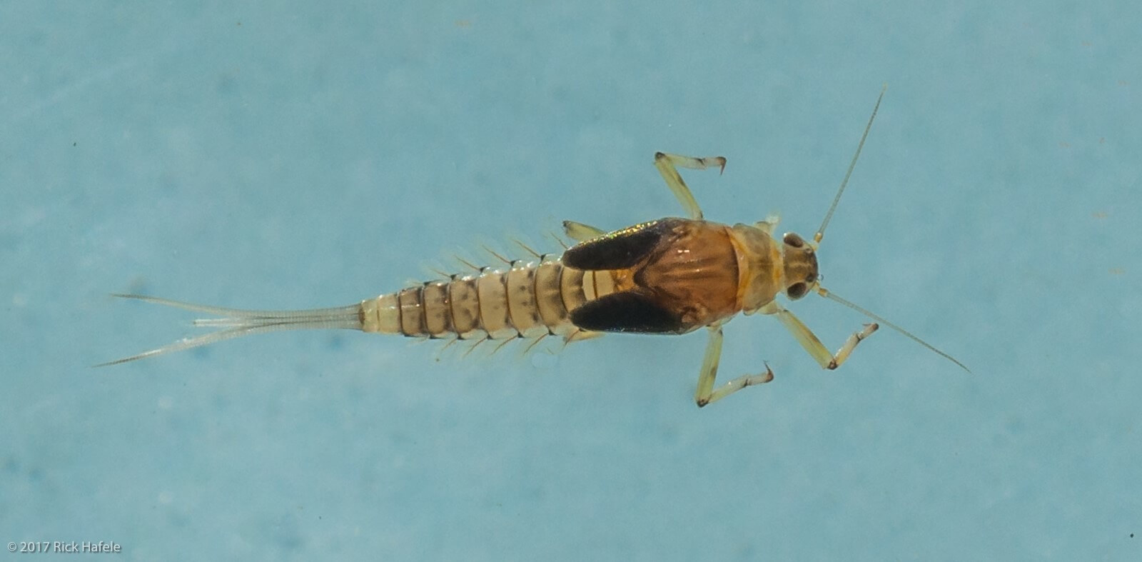 bwo