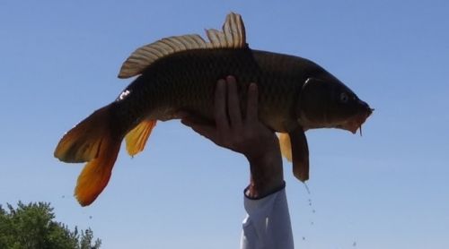 carpfest