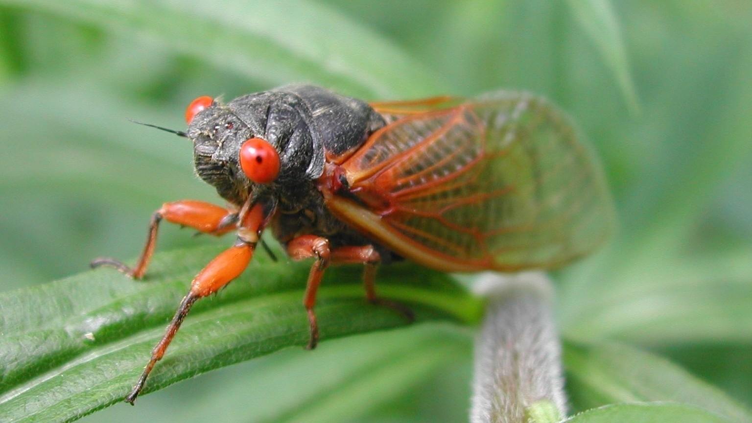 cidada