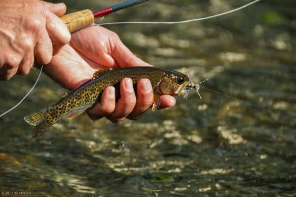 trout w sallie
