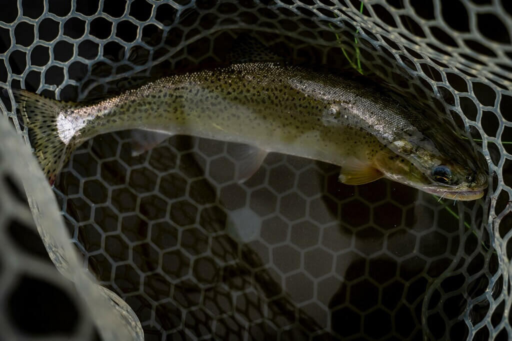 pretty bow