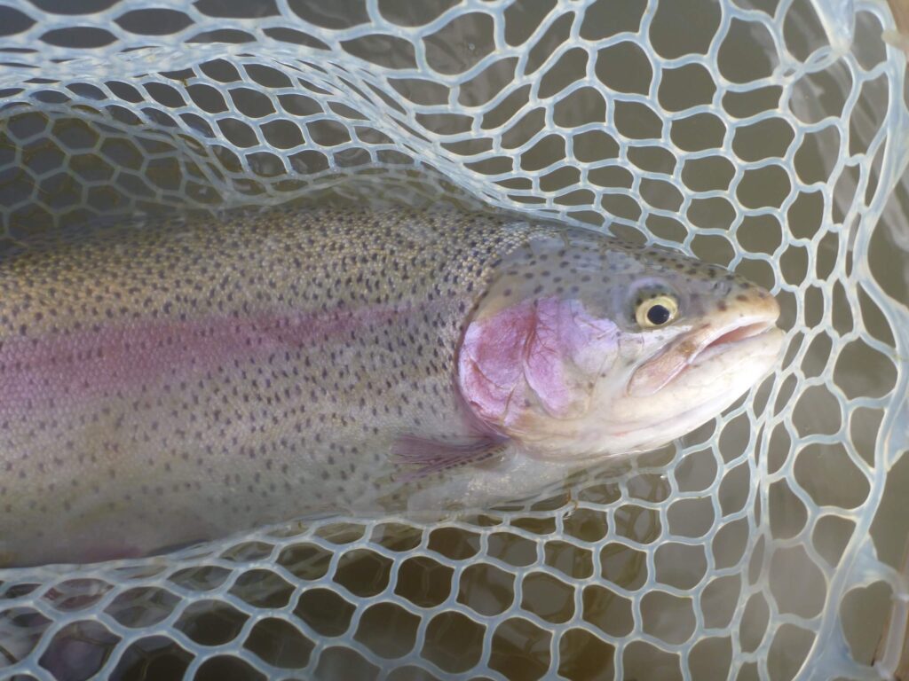 RR bow