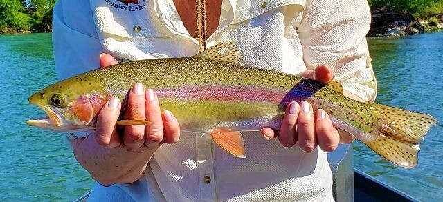 JA w rainbow