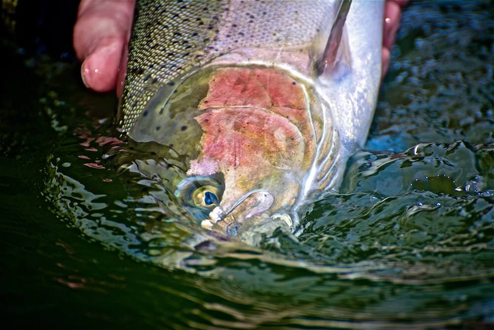 steelhead close up