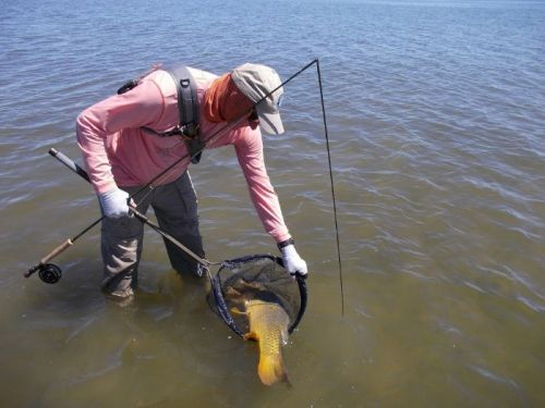 ken lands carp