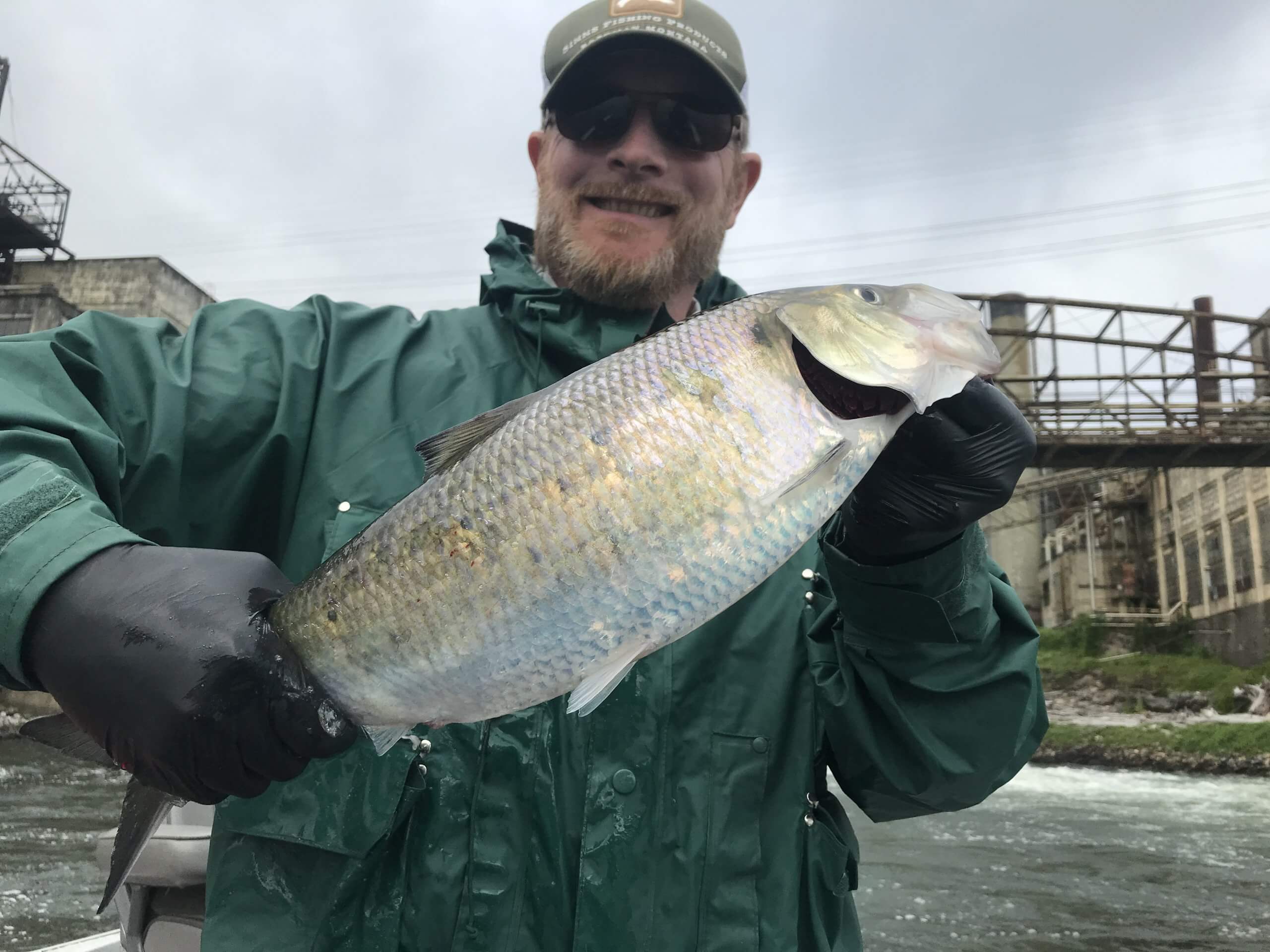 hillas shad