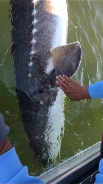 redhouse sturgeon