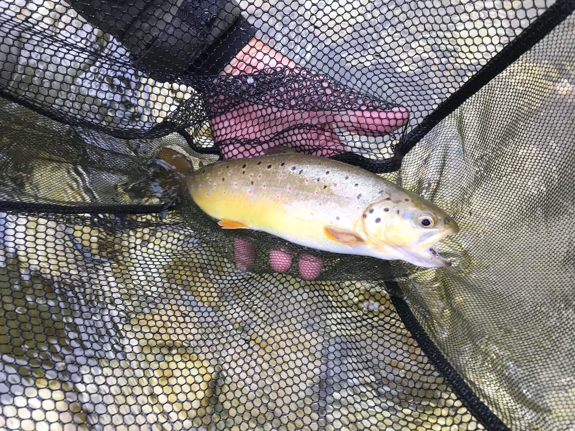 Mary w fish on