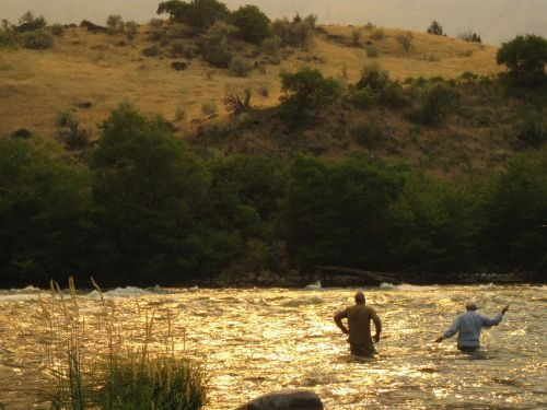 D steelhead