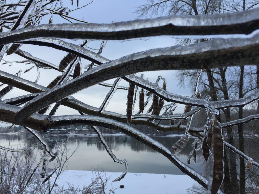 willamette ice