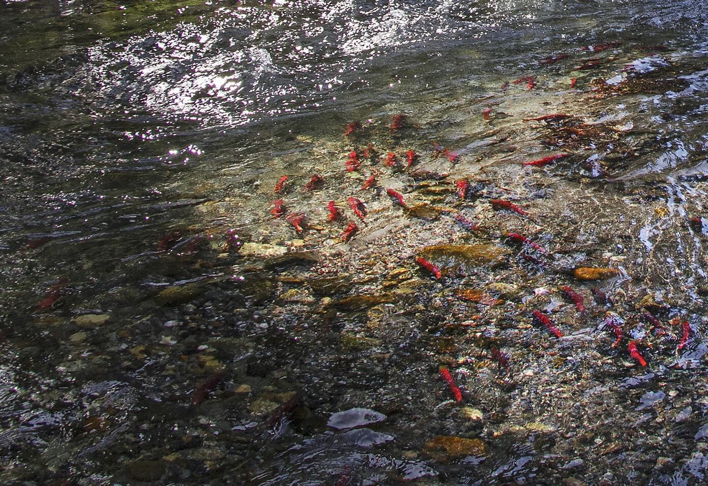 kokanee