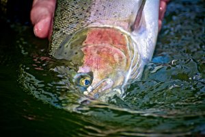 steelhead fish